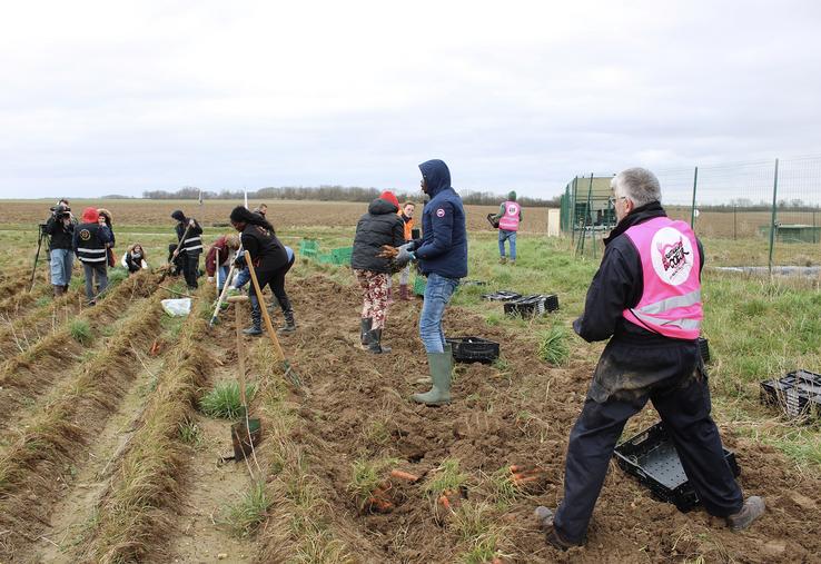 Parmi les actions de Solaal Hauts-de-France, cinquante-trois glanages solidaires ont été réalisés en 2024. 