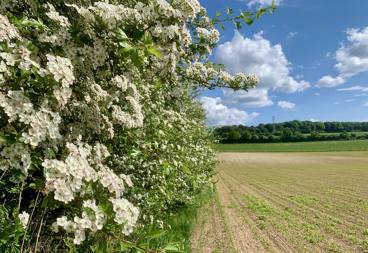 1 550 km de haies disparaîtraient encore chaque année en région. Pour endiguer le phénomène,  le Réseau haies Hauts-de-France veut restaurer 56 000 km de haies d’ici 2030 et en implanter 4 700 km. 