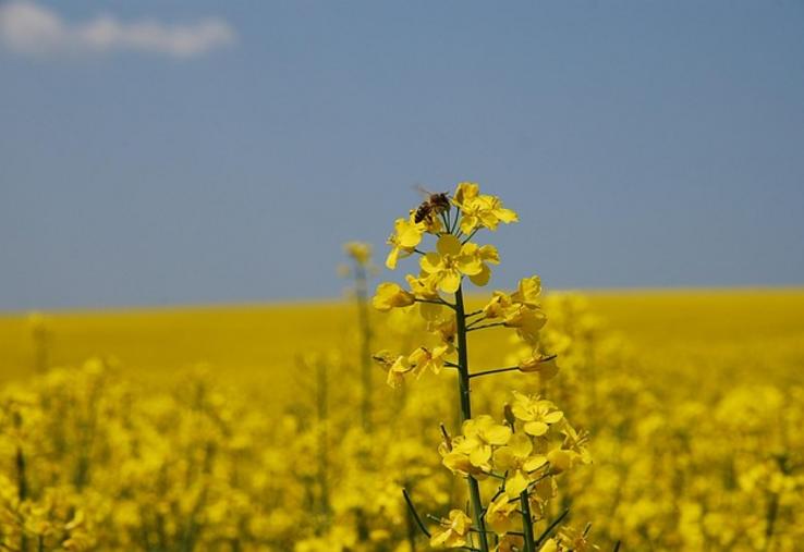 colza Cérèsia Aisne trituration Hauts-de-France