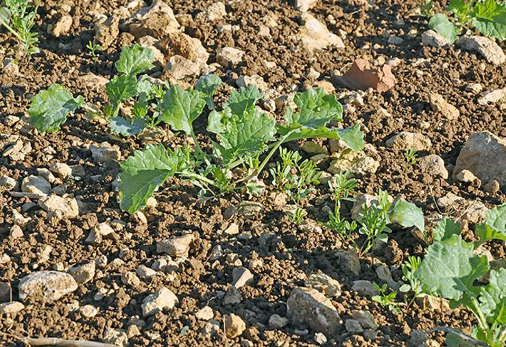 Colza associé à la lentille. 