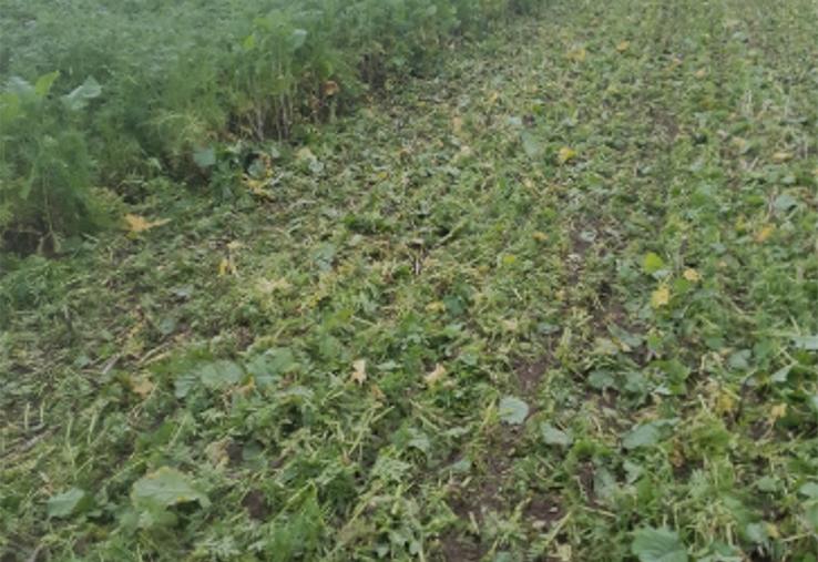 La réglementation oblige à semer un couvert entre culture de printemps récoltée tôt et une céréale d’hiver. 