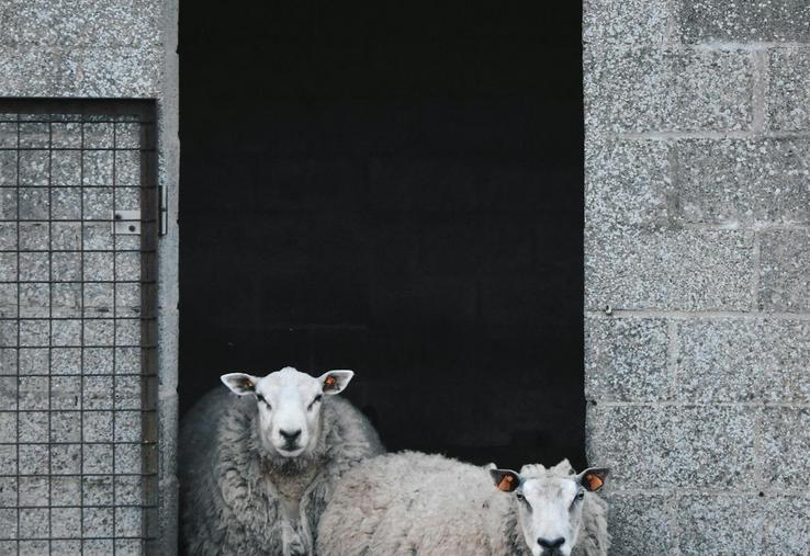Aïd el-Kebir mouton abattage rituel Somme religion