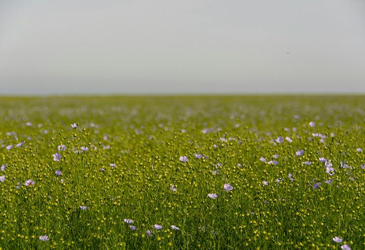 Qu’ils soient producteurs, teilleurs ou techniciens spécialisés, chacun a son idée sur ce qu’est un lin de qualité et les leviers à mettre en œuvre, et c’est lors du dernier congrès de l’AGPL, à Quaëdypre, que leurs avis se sont croisés. 