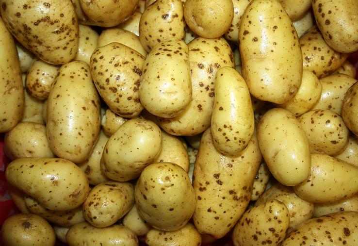 Le NEPG avertit contre la tentation d’augmenter fortement les surfaces  en 2025.