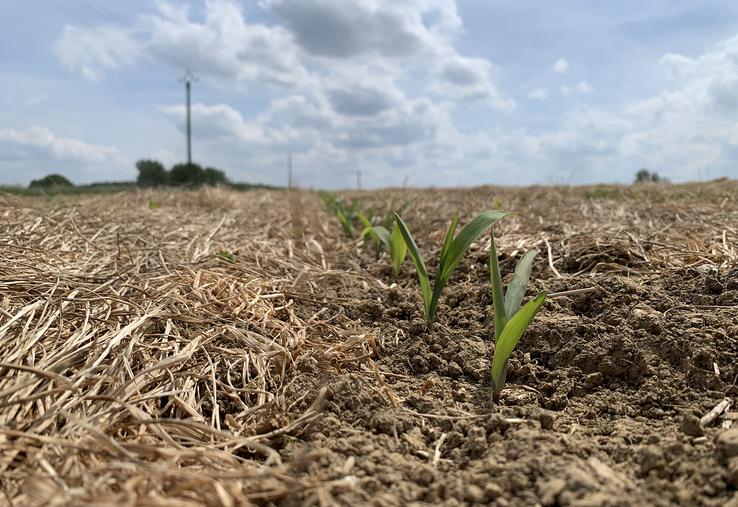 Le maïs semé au strip-till sans travail du sol souffre surtout du manque d’eau. Pierre-Samuel réitérera l’essai. 