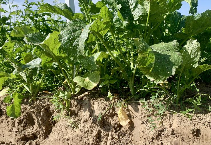 Le couvert Chlorofiltre Bledor SAS Fly de Cérience, partenaire du Groupe Carré, semé à la volée avant récolte, entre deux blés, permettrait de déplafonner de 10 quintaux le second blé. 