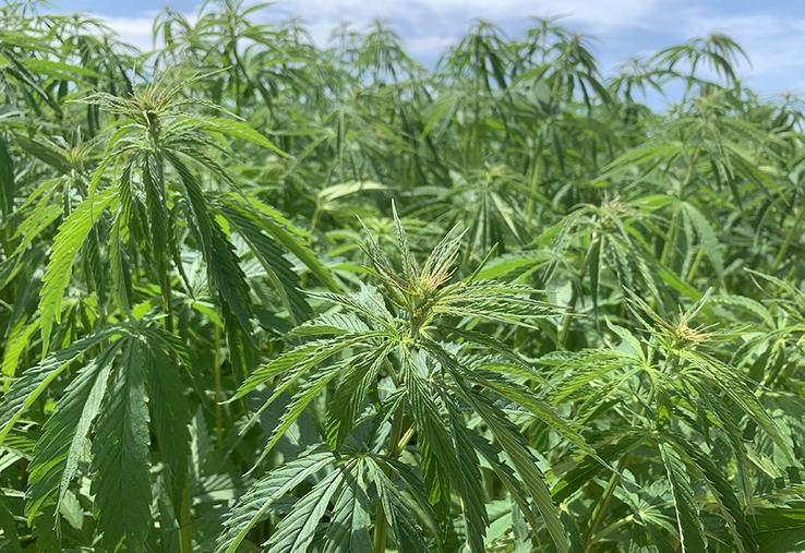 Le projet Hemp4Circularity englobe toutes les étapes de la transformation  du chanvre textile, depuis la culture jusqu’à la fabrication de tissu et au recyclage. 