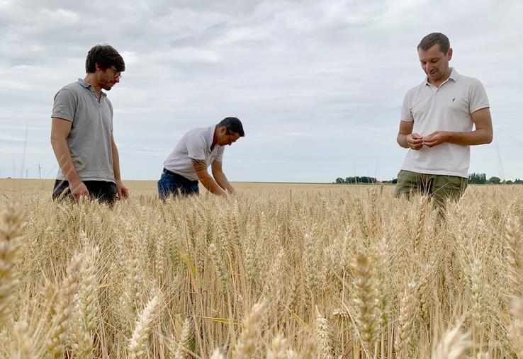 Pour l’agriculteur-multiplicateur Pierre-Coustenoble (à g.), il ne reste plus qu’à attendre la récolte. Les semences seront traitées à la station de Sana Terra  à Rosières-en-Santerre, que supervisent Bertrand Estienne et Grégoire Lesot. 