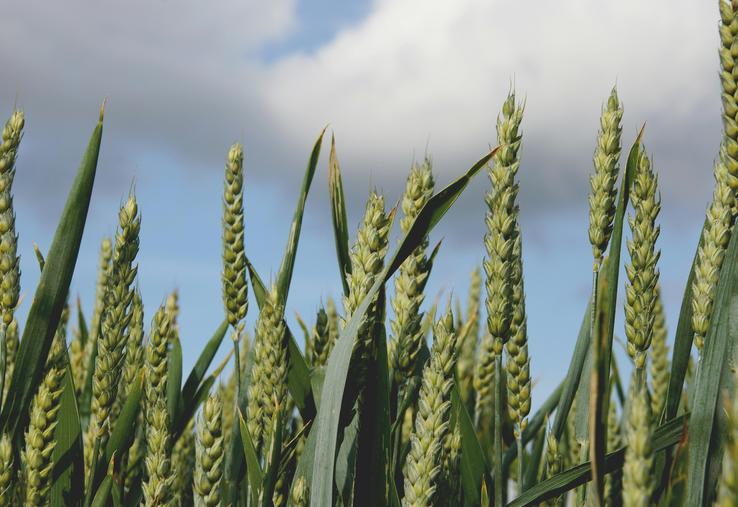 céréales surfaces en Europe Agreste 