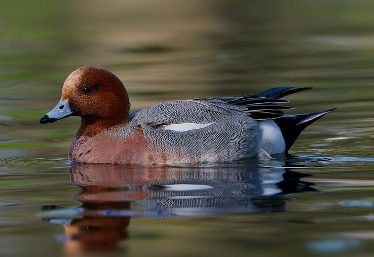 moratoires gibier d'eau Pannier-Runacher chasse Willy Schraen CNCFS