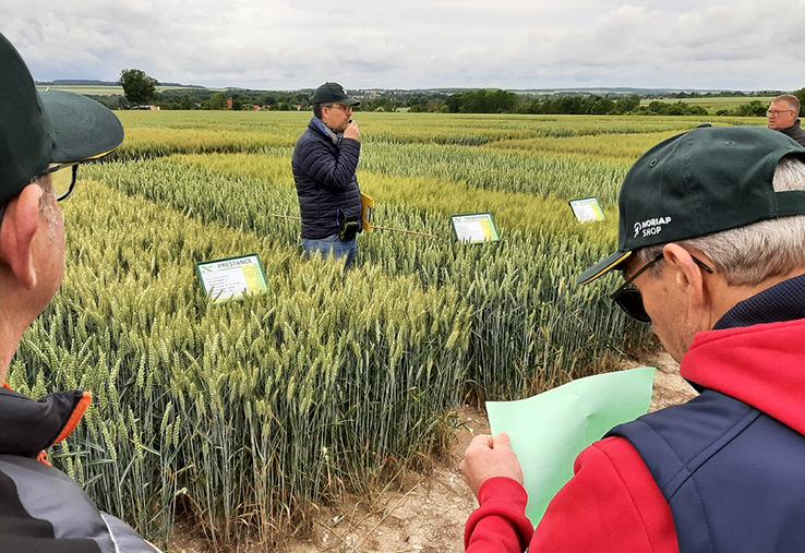 Dans la gamme proposée par Noriap, les remplaçantes de variétés jusqu’à présent référentes continuent de s’installer, répondant à un besoin. 