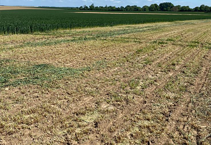 Broyage d’une bordure pour interdire toute grenaison massive.