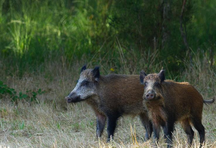 sanglier dégâts gibier d'eau moratoire Agnès Pannier-Runacher