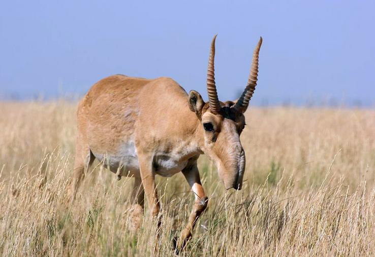 antilope saïga dégâts faune sauvage régulation chasse