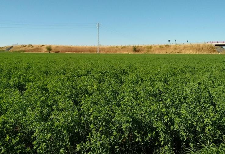 luzerne déshydratation coopération Tereos