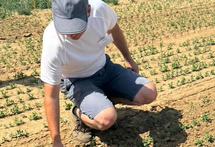 Le désherbage mécanique tend à progresser, mais reste contraint aux conditions météo. 