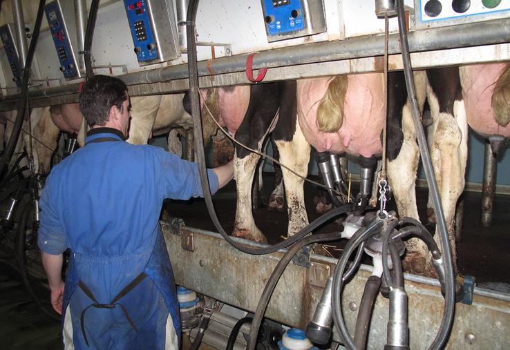 L'enquête titrée Organiser le travail pour mieux en vivre, à laquelle ont pris part plus de 1 720 répondants éleveurs bovins laitiers, allaitants et caprins début 2025, montre aussi que 25 % déclarent se prélever plus de 2 000 € dont 5 % plus de 3 000 €.