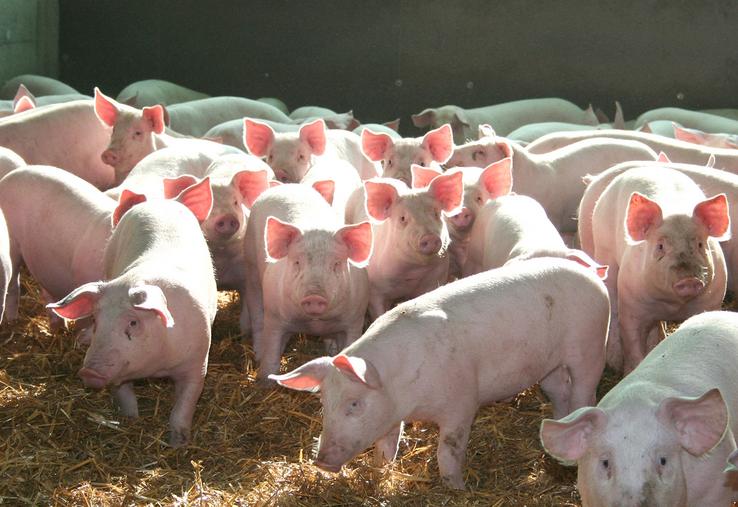 Selon les responsables de la Cobevial, compte tenu de la conjoncture porcine, "on peut enfin en vivre".