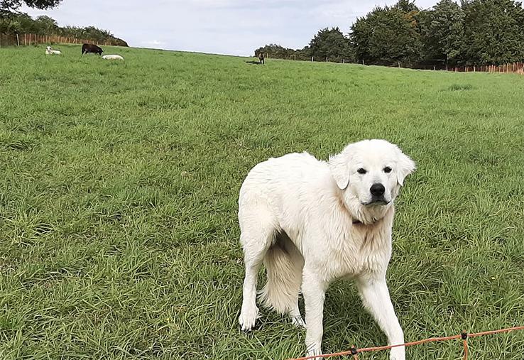 Verra-t-on bientôt des chiens de protection au milieu des troupes de moutons  de la Somme contre le loup ? La profession agricole y est opposée et demande d’autres moyens. 
