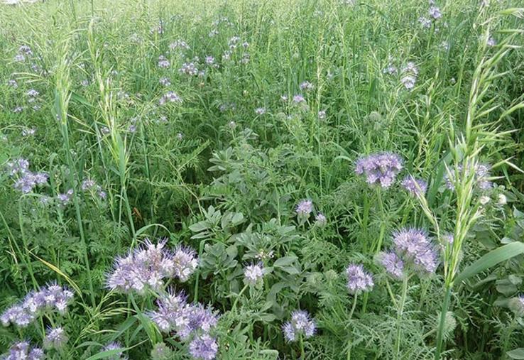 Aucune recette miracle n’est ressortie clairement dans ce réseau d’essais. C’est souvent le climat (pluie) qui joue  sur la biomasse observée. 