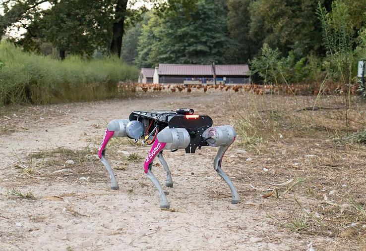 Le chien-robot, mis au point par l'entreprise Evotech, est programmé pour guider les poules vers leurs abris à la tombée de la nuit.