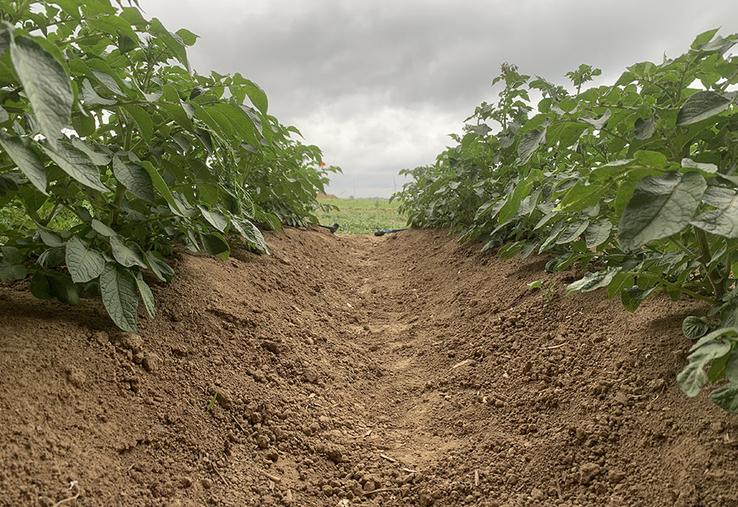 Les récents prélèvements révèlent un rendement moyen de 26,5 t/ha  à l’heure actuelle, soit 6,5 t/ha de plus qu'en 2024 et 9,1 t/ha par rapport  à la moyenne cinq ans. 