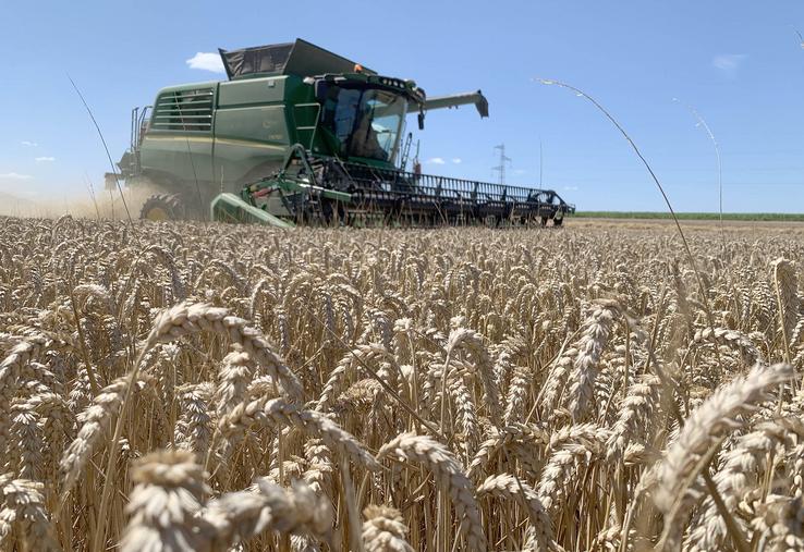 La moisson est bonne, mais le marché des céréales est morose. La très bonne qualité du blé pourrait cependant ouvrir des portes à l’export. 