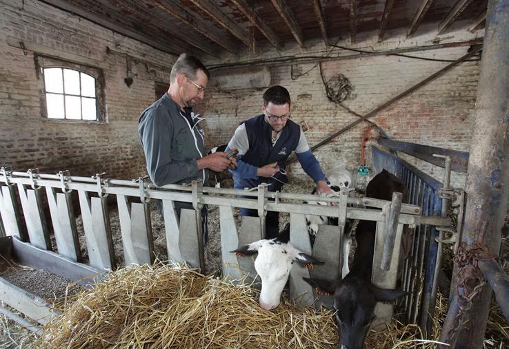 La maîtrise de l’IVV requiert aussi de détecter les animaux non gestants rapidement. 