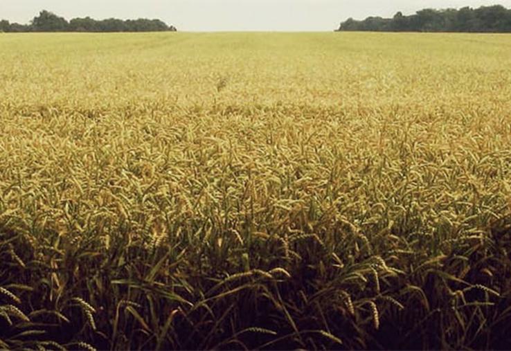 Le Groupement foncier agricole est un moyen de préserver l’unité foncière,  notamment dans un cadre familial.