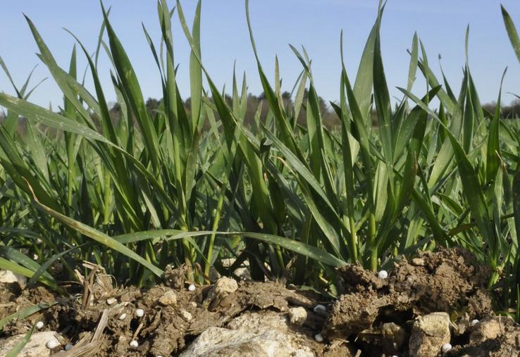 engrais azote engrais azotés droits de douane Russie Biélorussie AGPB