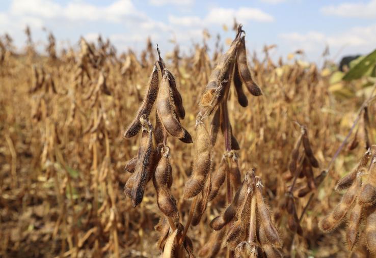 soja récolte dates de récoltes protéines végétales Terres Inovia