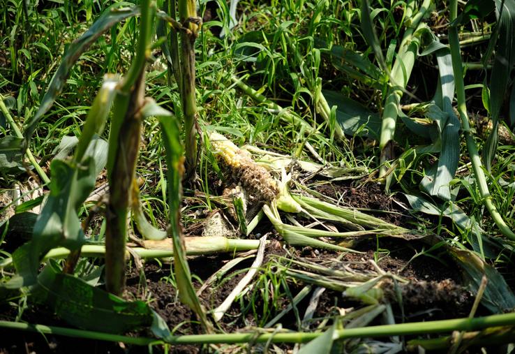 dégâts de sanglier betteraves maïs fédération des chasseurs de l'Oise