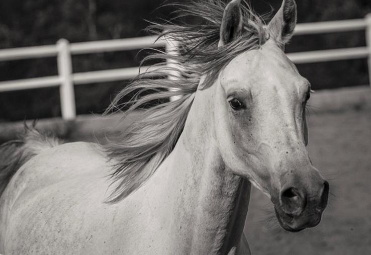 chevaux mutilés Normandie procès garde à vue tribunal