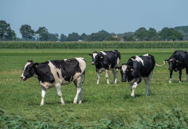 identification élevage bovin DDTM risques sanitaires mélange troupeaux