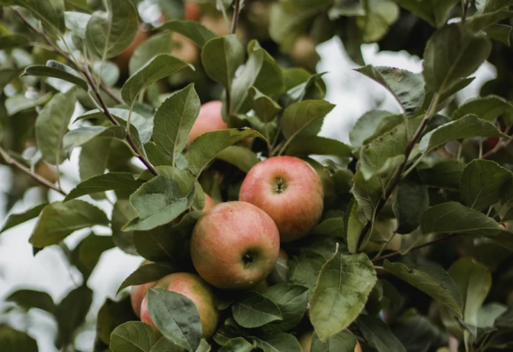 vergers pommes poires récolte 2025 