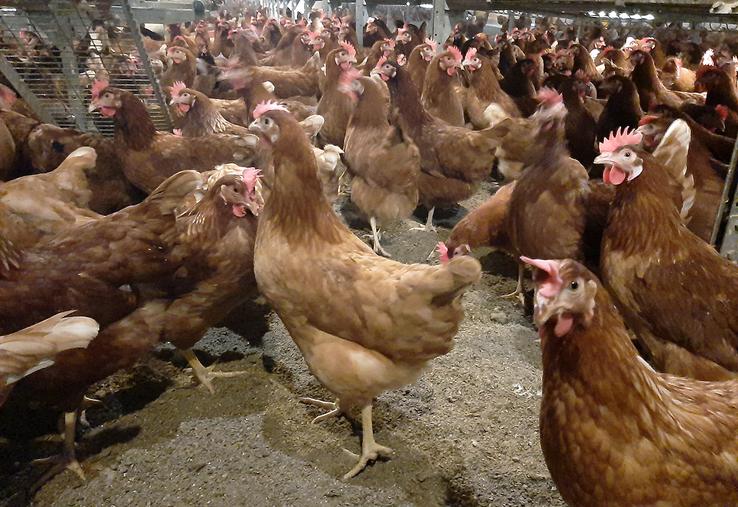 Selon une enquête réalisée par le Cravi Hauts-de-France, les Hauts-de-France représentent 8 % de la production annuelle d’œufs. 