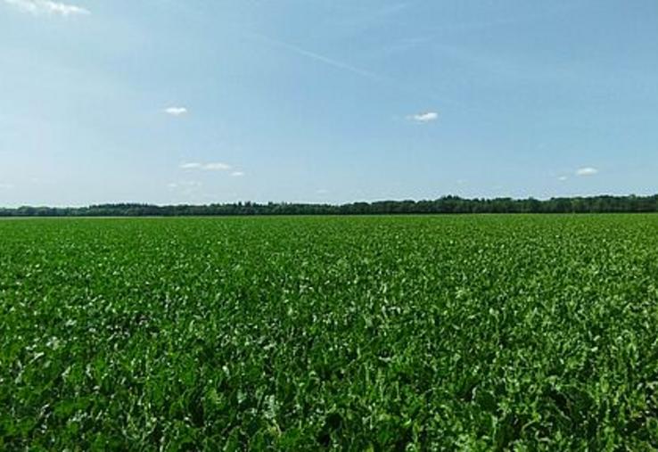 impact de la sécheresse estivale sur les rendements de maïs, betteraves et tournesol