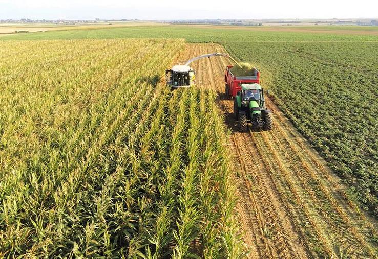 La majorité des prélèvements révèlent une maturité optimale autour  du 15-20 septembre.