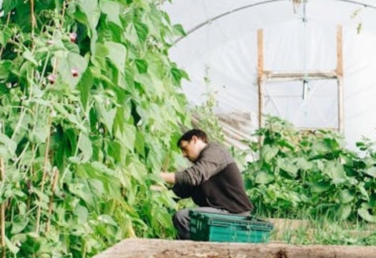 maraîcher production légumière maraîchage production de légumes