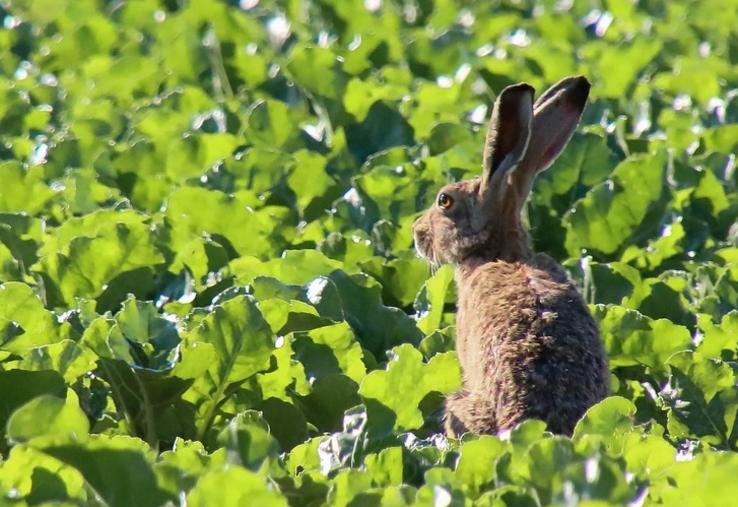 Le Chasseur Français consacre un article à la betterave sucrière
