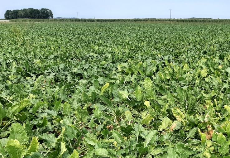 acétamipride betteraves gouvernement 