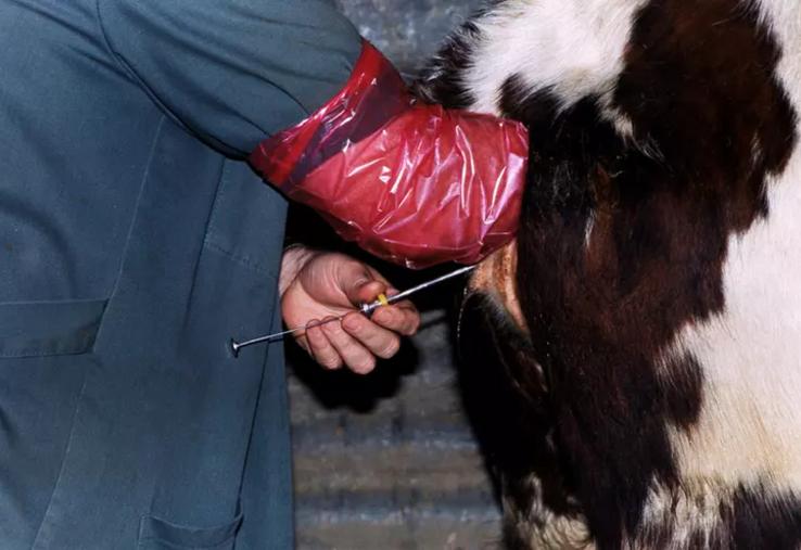 IA insémination artificielle élevage bovin reproduction