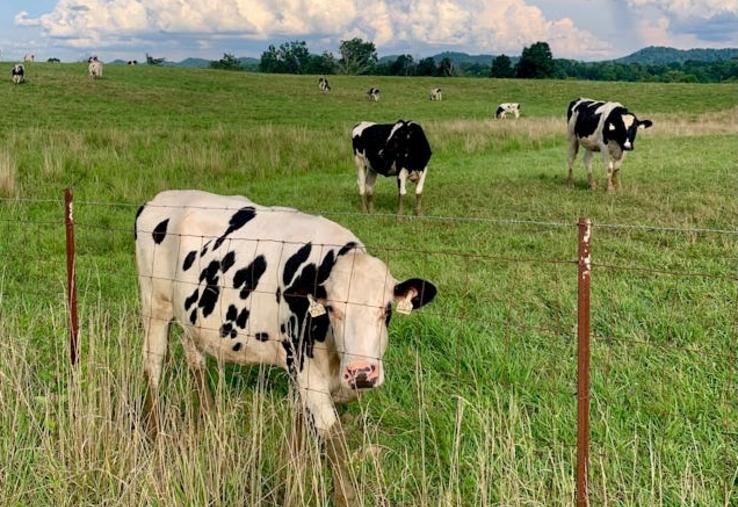 pousse de l'herbe sécheresse fourrages sécheresse