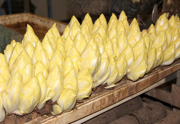 Dans les rayons de ces distributeurs, l’endive reste «un poids lourd» parmi les légumes. 