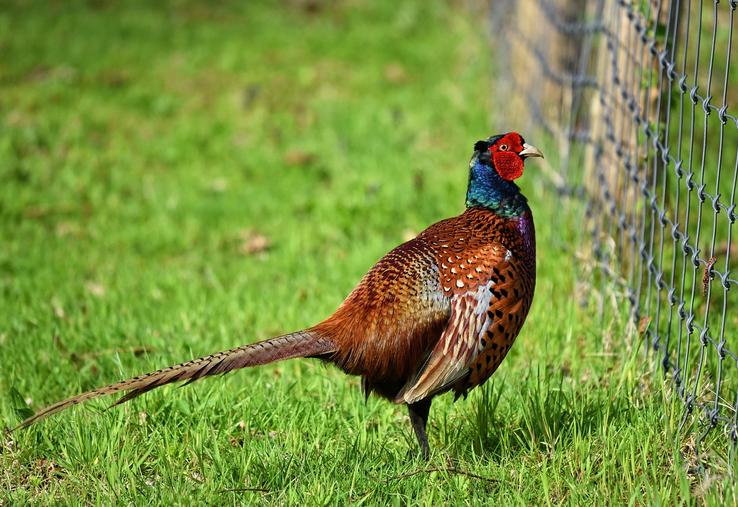 grippe aviaire dans un élevage de faisans et de perdrix à Pihen-les-Guînes