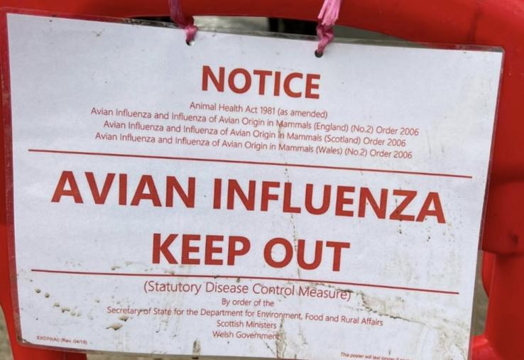 influenza aviaire en Europe Royaume-Uni Allemagne Belgique Espagne
