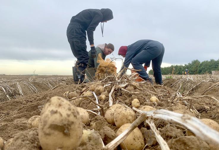 arrachage pommes de terre