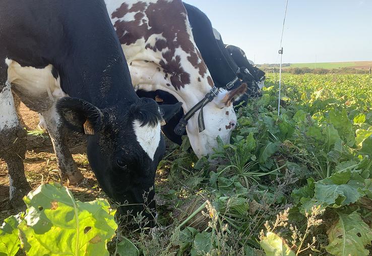 Il faut prévoir un front d’attaque suffisamment large, pour offrir 1 m par vache. 