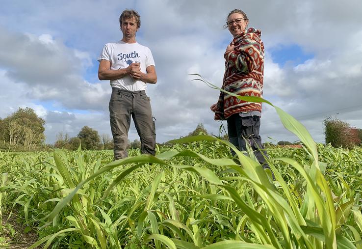 Florent et Michèle Boulanger ont broyé le sorgho qui sert d’engrais vert en août. Les repousses seront détruites avec le froid cet hiver. 
