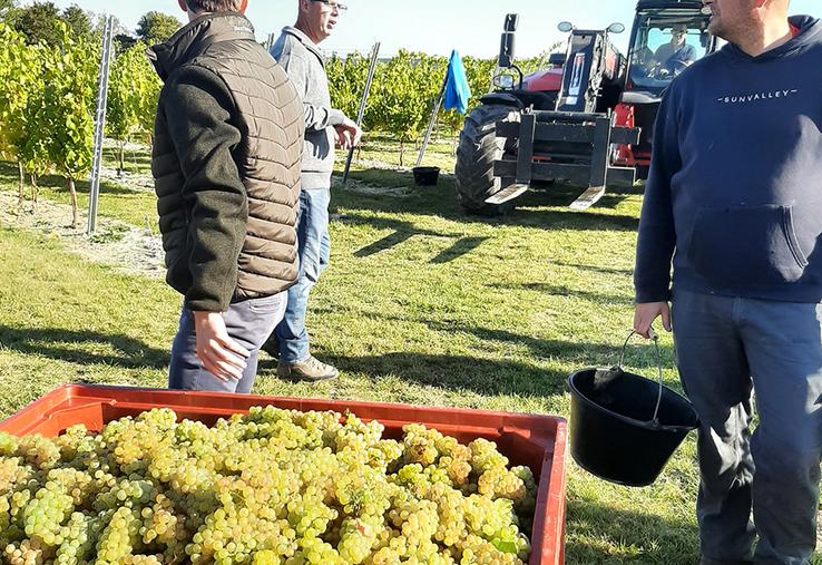 Sitôt les grappes récoltées, comme ici à Neuville-Saint-Vaast, elles ont été acheminées au chai situé à Dompierre-Becquincourt, à l’est de la Somme. 